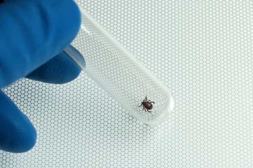 A tiny tick in a test tube